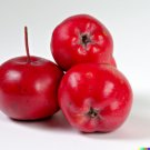 GG88 10 Robusto Red APPLE SEEDS (Malus x robusta) Edible Crab-Apple Fruit Tree  From US Warehouse