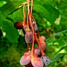 GG88 10 Indian Plum Seeds-Growing Edible Fruit Shrub Oso Berry (O. Cerasiformis)  From US Warehouse