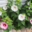 GG88 500 Rose Mallow Seed Mixed Colors (Lavatera trimestris) Bulk Flower Seeds  From US Warehouse