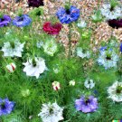 GG88 500 Love in a Mist Annual Flower Seeds Persian Jewels Mix (Nigella damascena)  From US Warehous