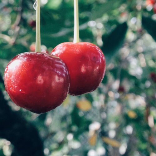 GG88 20 Evans Cherry Tree Seeds (Prunus cerasus 'Evans') Tasty Edible Tart Fruits  From US Warehouse