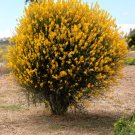 GG88 20 Spanish Broom Seeds (Spartium junceum) Weavers Broom Yellow Flower Bush Shrub  From US Wareh
