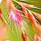 GG88 10000 BULK PRAIRIE GRASS SEED Native Drought & Heat EZ Ornamental  From US Warehouse