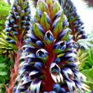 GG88 10 Puya alpestris Planting Seed Sapphire Tower Rare and Exotic Tropical Plant  From US Warehous