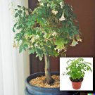 GG88 15 Radermachera sinica Tree Seeds CHINA DOLL Exotic Indoor Potted Bonsai Plant  From US Warehou