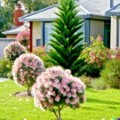 GG88 50 Pink Melaleuca Tea Tree Oil Seed Showy Honey Myrtle Shrub Pom Pom Flowers From US Warehouse GG88 50 Pink Melaleuca Tea Tree Oil Seed Showy Honey Myrtle Shrub Pom Pom Flowers From US Warehouse