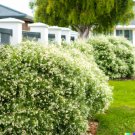 GG88 50 White Tea Tree Oil Seeds (Melaleuca linariifolia) Snow In Summer Shrub  From US Warehouse