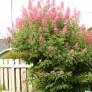 GG88 500 Pink Spiraea Seeds (S. tomentosa) Hardy Flowering Shrubp  From US Warehouse