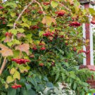 GG88 20 Squashberry Seeds RARE (Viburnum edule) Edible Fruit Bush Cranberry Plant  From US Warehouse