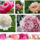 GG88 10 Peony Seeds Mix (Paeonia suffruticosa) Tree Bush Flower  From US Warehouse