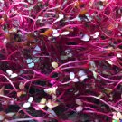 GG88 2000 Amaranth Red Garnet Seeds Non-GMO Heirloom BULK Microgreens or Planting  From US Warehouse