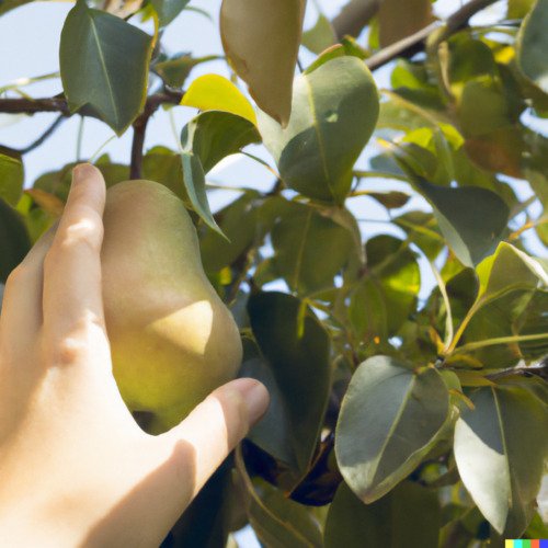 GG88 10 Bartlett Pear Tree Seeds (Pyrus communis) Sweet Edible Fruits  From US Warehouse