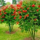 GG88 100 Crimson Bottle Brush Red Flowering Tree Seeds (Callistemon citrinus)  From US Warehouse