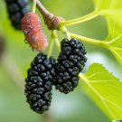 GG88 50 Black Mulberry Tree Seeds (Morus nigra) Sweet Edible Fruits  From US Warehouse