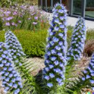 GG88 50 Pride of Madeira Seeds Blue Bugloss (Echiumuosum) Floweringp  From US Warehouse