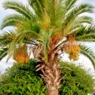 GG88 10 Jelly Palm Seeds (Butia capitata) Pindo Palm Edible Fruit Treep  From US Warehouse