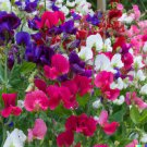 GG88 80 ct Sweet Pea Vine Seeds Royal Family Flower Garden Mix | From US Warehouse GG88 80 ct Sweet Pea Vine Seeds Royal Family Flower Garden Mix | From US Warehouse