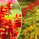 GG88 600 Red Wildflower Seeds Tall Bulk Lobelia Cardinal Flower  From US Warehouse