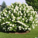 GG88 50 Hydrangea Seeds White Flower Bush Hedge Shrub Hydrangea quercifolia  From US Warehouse