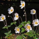 GG88 100 Anemone Flower Seeds (A occidentalis) Pasqueflower Perennial Wildflowers  From US Warehouse