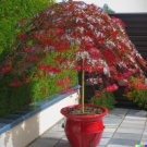 GG88 10 Illawarra Flame Seeds (Brachychiton acerifolius) Red Flowered Bottle Tree  From US Warehouse