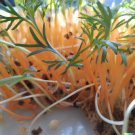 GG88 1250 BULK CARROT SEED Microgreen Vegetable Seeds for Sprouting or Planting  From US Warehouse