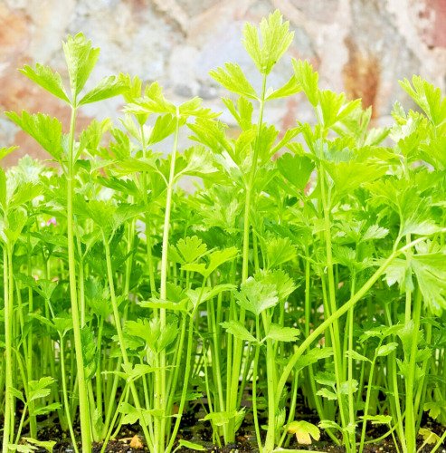 GG88 10000 BULK CELERY SEED Microgreen Vegetable Seeds for Sprouting or Planting  From US Warehouse