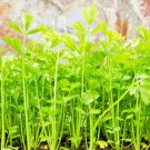 GG88 10000 BULK CELERY SEED Microgreen Vegetable Seeds for Sprouting or Planting  From US Warehouse