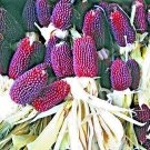 GG88 80 Strawberry Popcorn Seeds RED ORNAMENTAL CORN  From US Warehouse