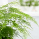 GG88 20 Asparagus Plumosa Nana Fern Seeds Pulmosus Nanus Lace Fern  From US Warehouse