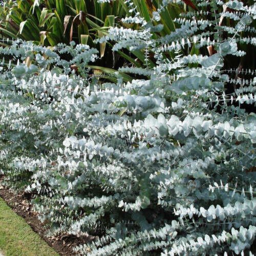 GG88 40 Eucalyptus pulverulenta Silver Dollar Florist 'Baby Blue' Bonsai Seeds  From US Warehouse