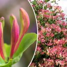 GG88 20 Pink Honeysuckle Seeds (L. hispidula) Flowering Vine Climbing Flower Shrub  From US Warehous