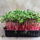 GG88 2500 Red Arrow Radish Seeds BULK Sprout Micro-greens Garden  From US Warehouse