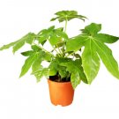 GG88 20 Japanese Aralia (Fatsia japonica) Seeds Indoor Potted or Border Plant  From US Warehouse