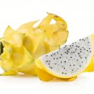GG88 10 Yellow Dragonfruit Seeds Pitaya Dragon Fruit Tree Cactus Hylocereus  From US Warehouse