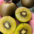 GG88 50 Golden Kiwi Seeds GROWING EDIBLE FRUIT VINE (Actinidia chinensis) From US Warehouse GG88 50 Golden Kiwi Seeds GROWING EDIBLE FRUIT VINE (Actinidia chinensis) From US Warehouse