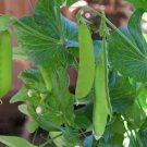 GG88 30 Snow Pea Seeds Chinese Stir Fry Snap Peas Dwarf Sugar Grey Asian Vegetable  From US Warehous