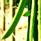 GG88 10 Wonder Bean Seeds GIANT Jack/Sword (Canavalia ensiformis)  From US Warehouse