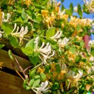 GG88 50 European Fly Honeysuckle Vine Seeds Native Perennial White Honeysuckle Bush  From US Warehou