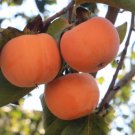 GG88 10 Date Plum Persimmon Flowering Fruit Tree Seeds (Diospyros lotus)  From US Warehouse
