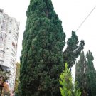 GG88 30 GREEN GIANT THUJA SEEDS (Thuja plicata) Arborvitae Cedar Tree  From US Warehouse