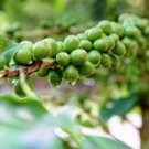 GG88 10 DWARF Arabica Coffee Plant Seeds (Coffea catura) Indoor Coffee Bean Tree  From US Warehouse