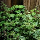 GG88 30 PATCHOULI SEEDS (Pogostemon cablin) Herb Plant Fragrance Oil Source From US Warehouse GG88 30 PATCHOULI SEEDS (Pogostemon cablin) Herb Plant Fragrance Oil Source From US Warehouse