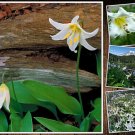 GG88 10 WHITE AVALANCHE LILY SEEDS (Erythronium Montanum) Perennial Flower Seeds  From US Warehouse