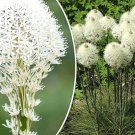 GG88 100 Beargrass Seeds WHITE TORCH LILY (Xerophyllum tenax) Tall Flower  From US Warehouse