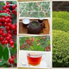 GG88 40 Yaupon Holly Bush Hedge Seeds Ilex vomitoria Native Caffiene Tea Shrub  From US Warehouse