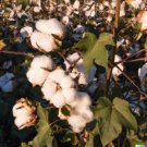 GG88 30 WHITE COTTON SEEDS *BURANDA* Non-GMO 100% Quality High-Density  From US Warehouse