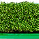 GG88 1250 Bloomsdale Spinach Seeds 1/2 OZ BULK Microgreen Sprouting or Garden  From US Warehouse