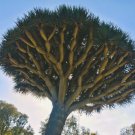 GG88 10 Draco Dragon Tree Seeds (Dracaena draco)  From US Warehouse