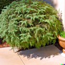 GG88 20 Desert Sweet Fern Bush Seeds C. millefolium Native Hedge Shrub Medicinal  From US Warehouse
